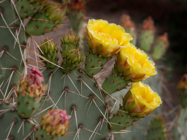 Prickly Pear Cactus with Yellow Blooms
