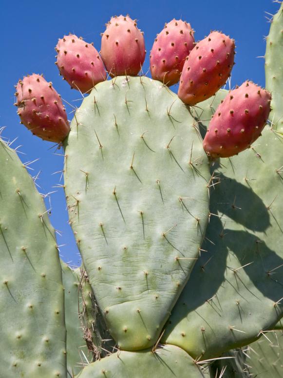Ripe Prickly Pear Fruits