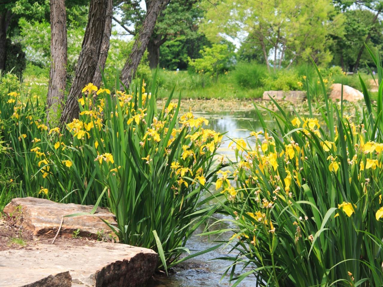 Water Loving Plants