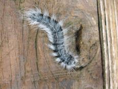 Furry Crawling Caterpillar