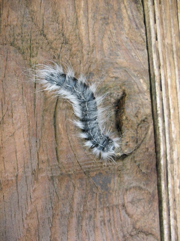 Furry Crawling Caterpillar