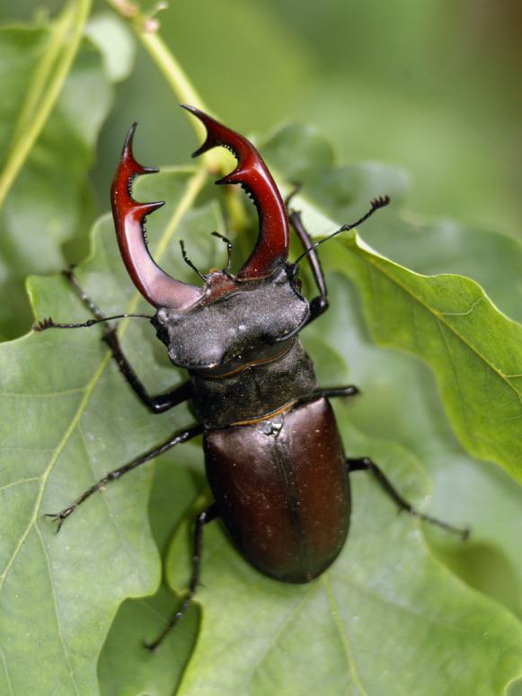 Robust Stag Beetle