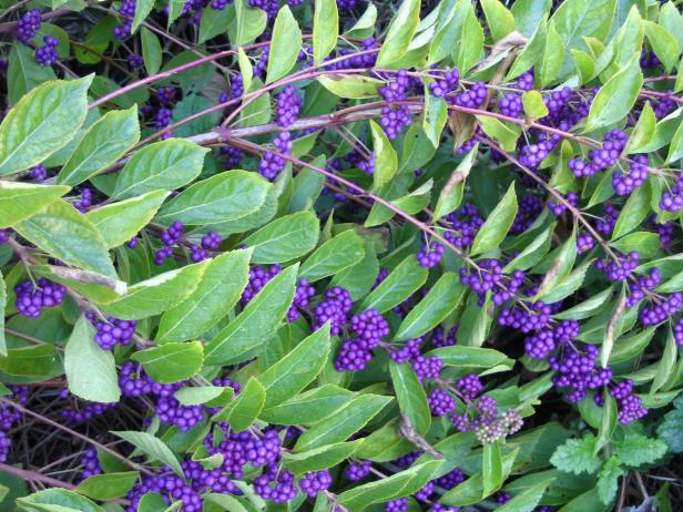 Beautyberry bush with purple berries