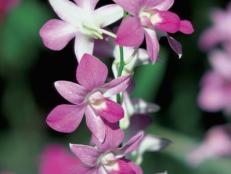 Discover and learn about the intoxicating world of orchids.