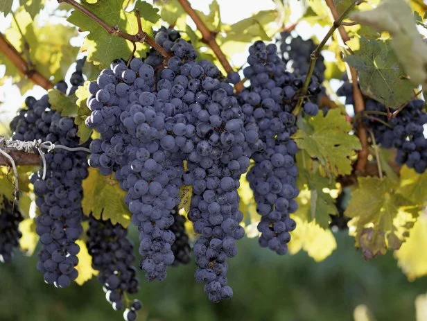 Grapes