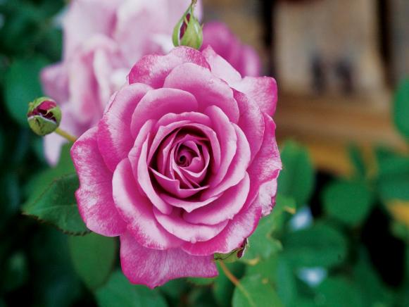 Close Up of a Purple and White Rose