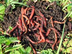 Red Earthworms in Compost