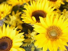 Blooming Yellow Sunflowers