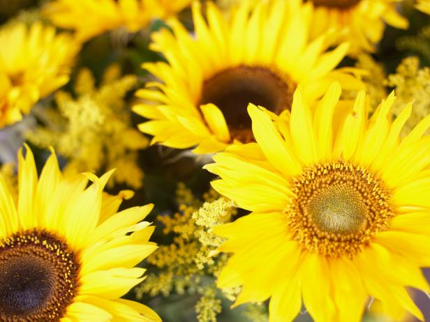 Blooming Yellow Sunflowers