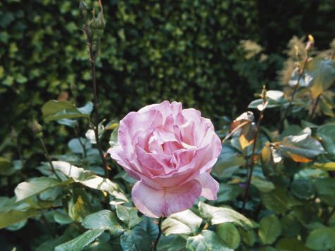 Growing Groundcover Roses