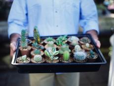 Tray of Potted Cacti