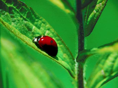 The Lowdown on Garden-Friendly Bugs