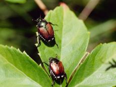 Japanese Beetles Crawling on a Leaf