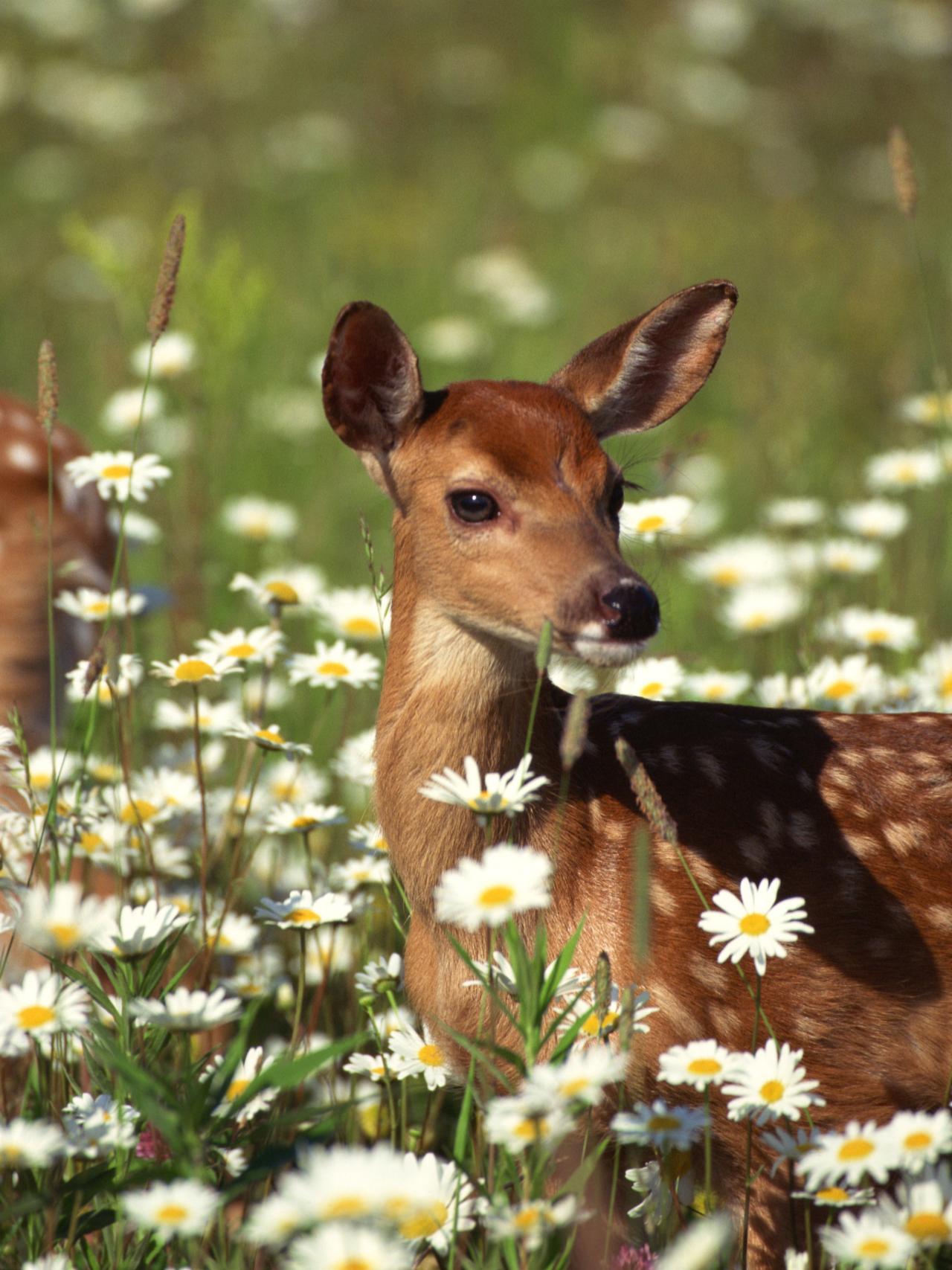 Deter Deer In The Garden, How To Keep Deer Out Of Your Rose Garden