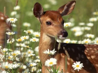 Deer in Meadow