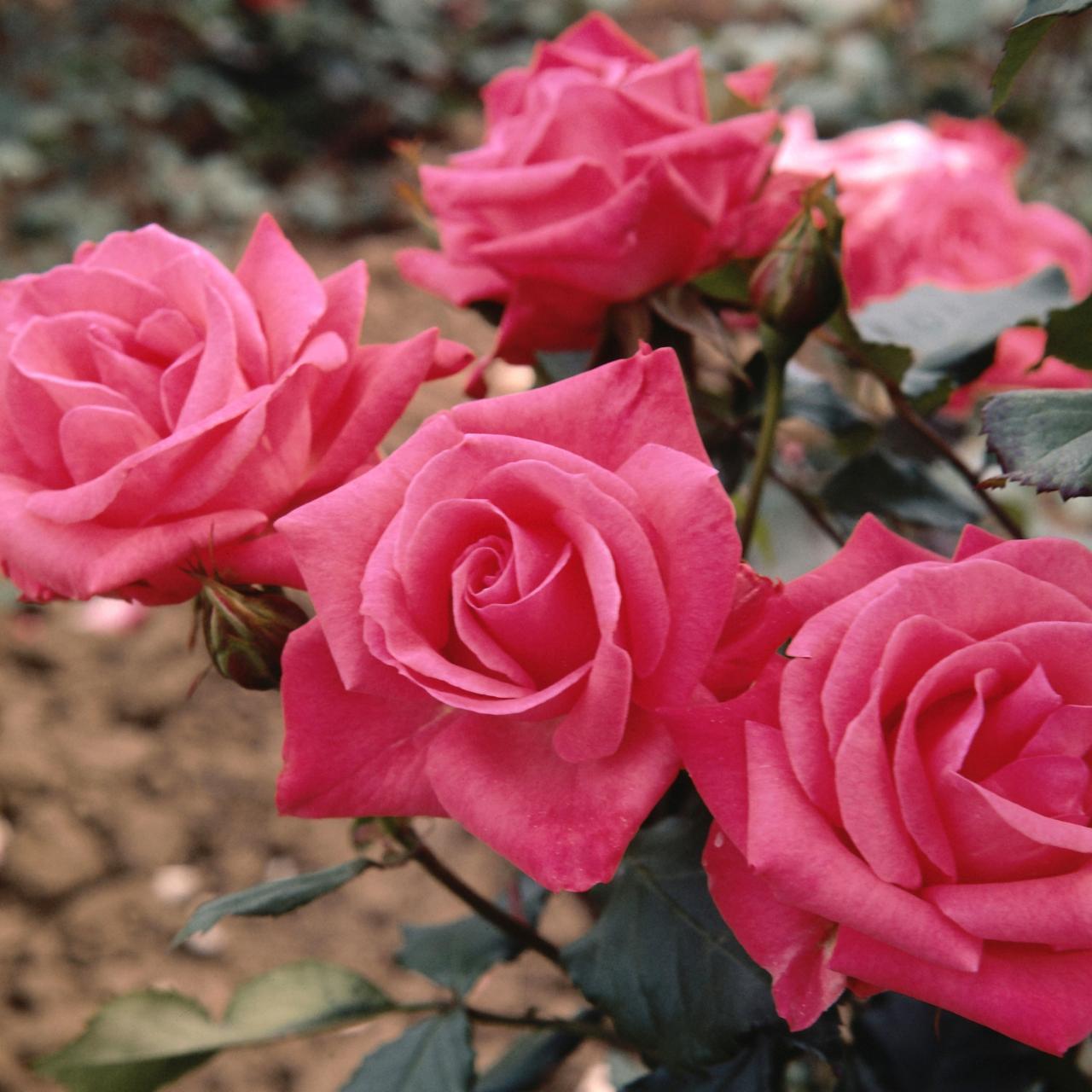 Top Tips for Beautiful Roses