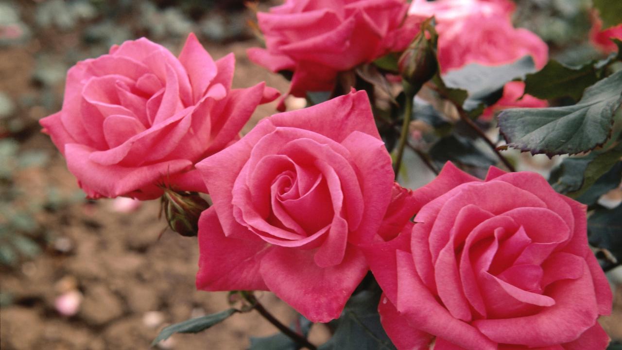 How to Winterize Roses