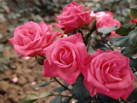 How to Winterize Your Roses