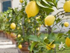 هل أشجار الليمون المعبأة في حاويات الفاكهة في الواقع
