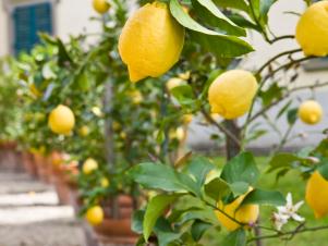 Potted Lemon Trees