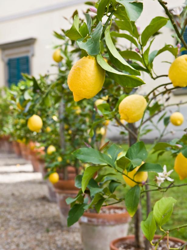 Small Lemon Trees in Containers