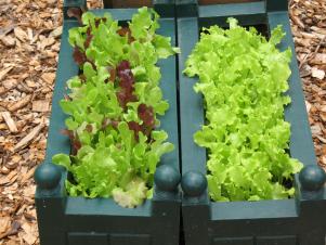 Container Garden Lettuce