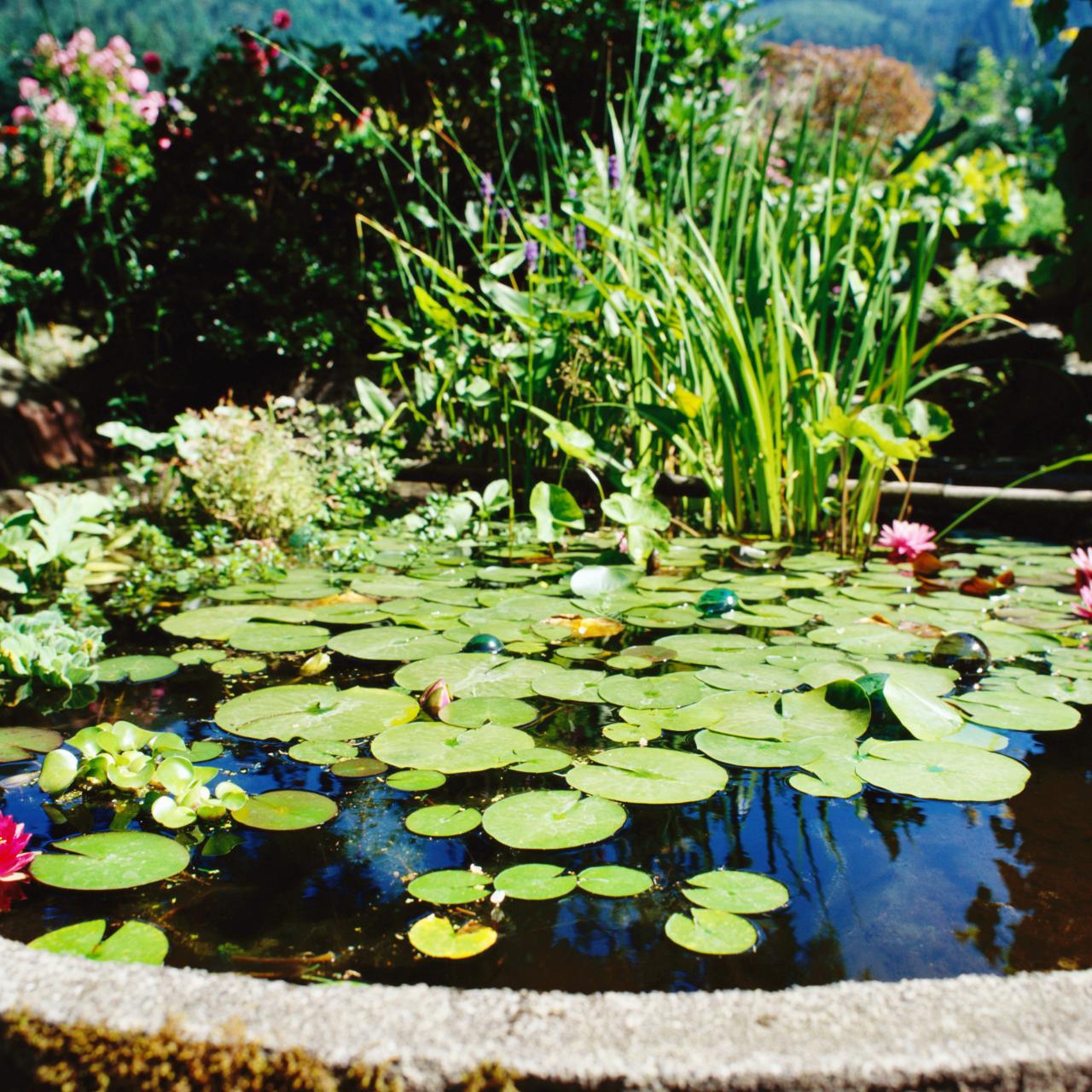 25 Cheap DIY Ponds to Bring Life to Your Garden