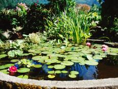 Lily Pond with Flowers