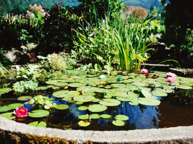 Discover The Joys Of Pond Gardening | Hgtv