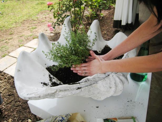 Placing Herbs Into Potting Soil