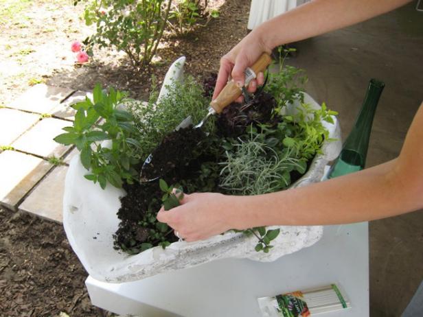 Adding More Potting Soil to Herbs