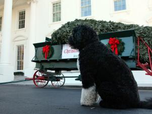 Bo and the White House Christmas