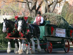 White House Christmas Tree Cart