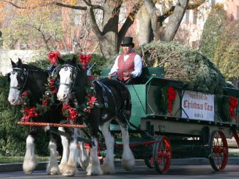 White House Christmas Tree Cart and Horses