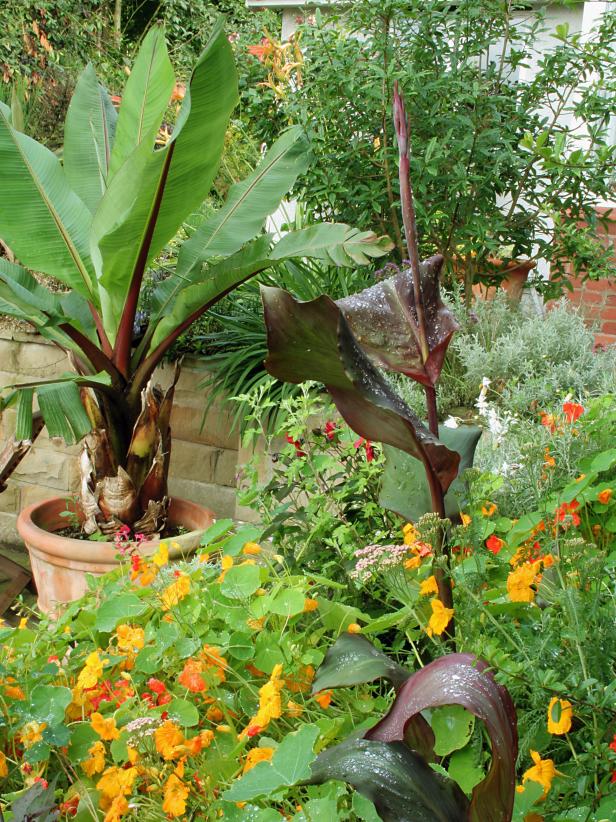 Plants add Jungle Feel to Garden