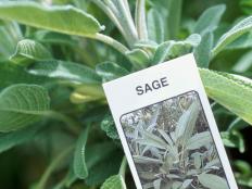 Growing Sage