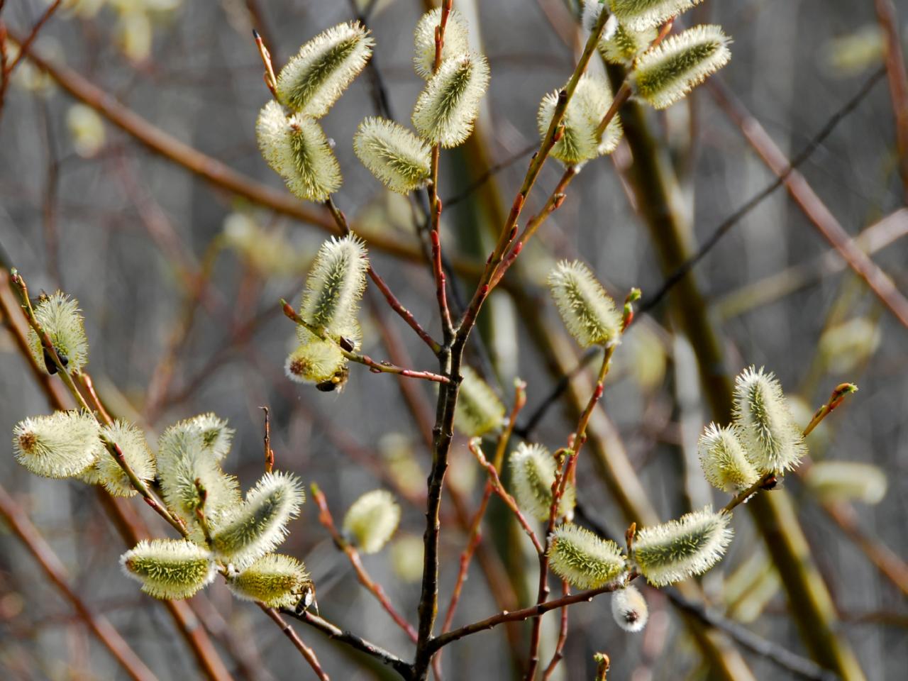 pussy willow branches