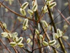 This harbinger of early spring produces buds that look like fuzzy caterpillars.