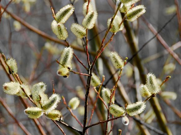 Pussy Willow Branches