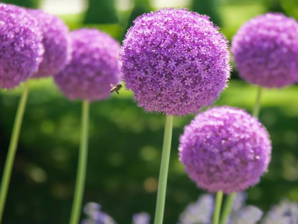 The Best Purple Perennials Plants And Flowers Hgtv