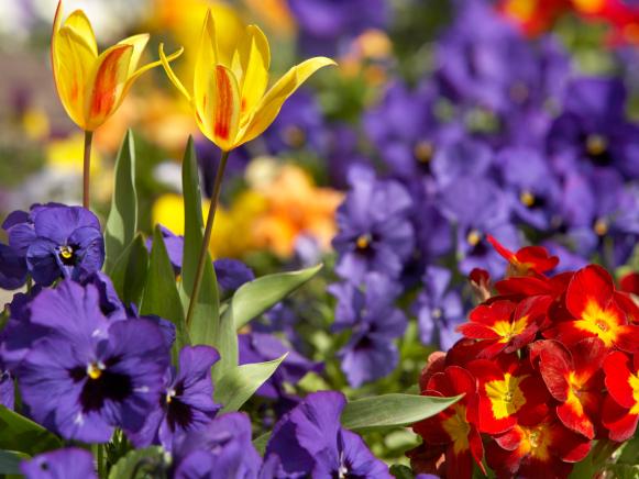 Purple, Yellow, and Red Flower Garden