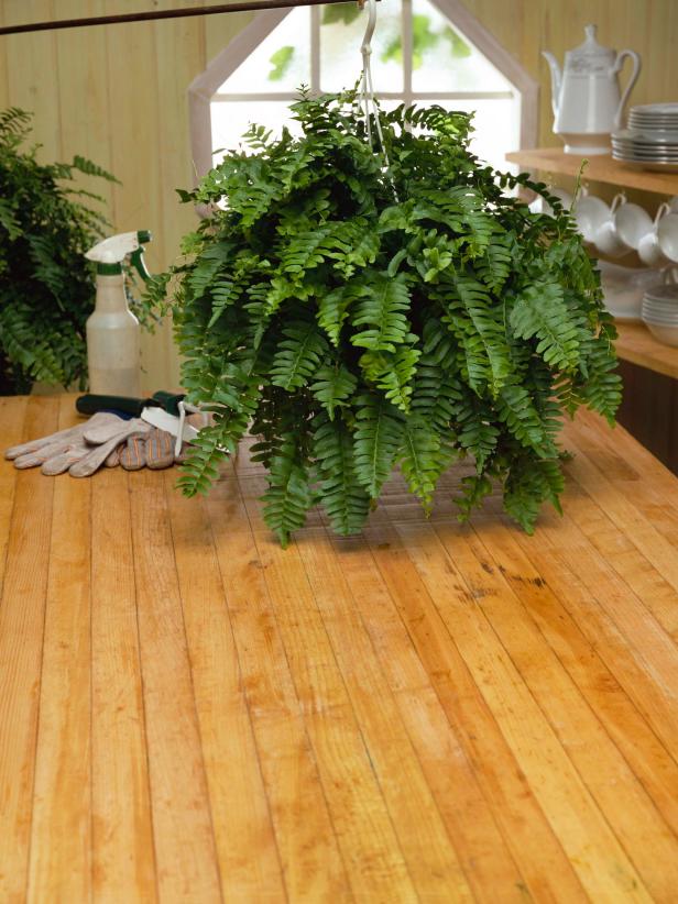 Hanging Fern Houseplant