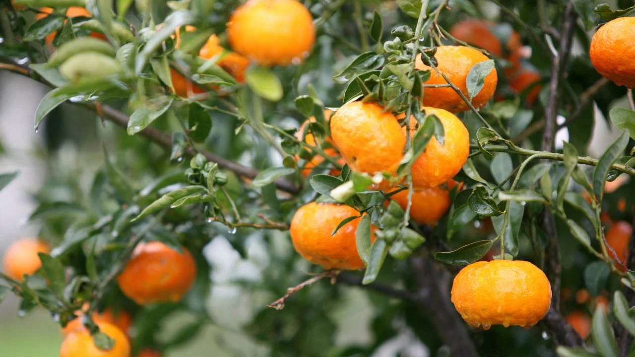 How to Select Fruit Trees | HGTV