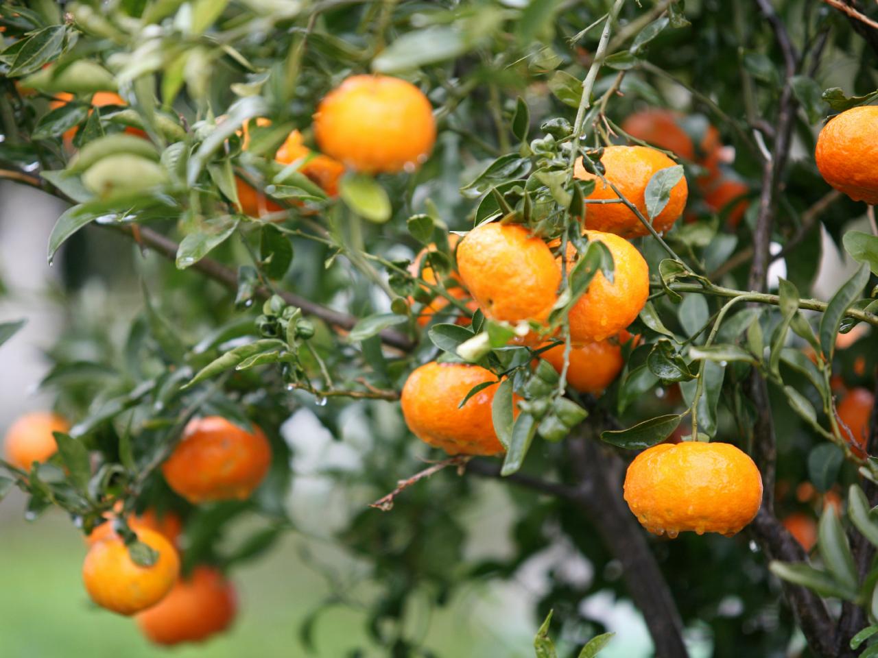 orange tree with fruit