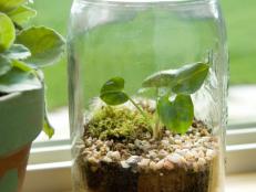 Tiny Terrarium in Canning Jar