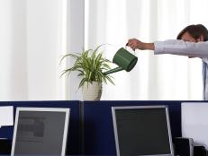 Give your office a green makeover and reap the benefits of live plants.