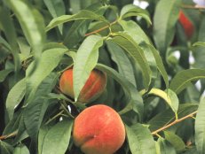 Peach Tree with Ripening Fruit