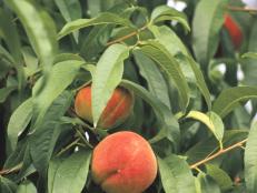 Peach Tree with Ripening Fruit
