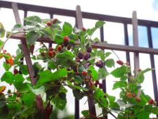 Blackberries on Trellis