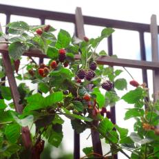 Blackberries Growing on Trellis